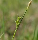 ostřice Micheliova <i>(Carex michelii)</i> / Květ/Květenství