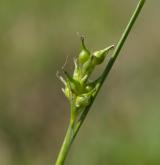 ostřice Micheliova <i>(Carex michelii)</i> / Květ/Květenství