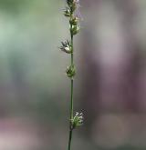 ostřice přetrhovaná <i>(Carex divulsa)</i> / Květ/Květenství