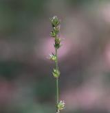 ostřice přetrhovaná <i>(Carex divulsa)</i> / Květ/Květenství