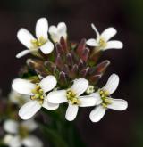 huseník chlupatý <i>(Arabis hirsuta)</i>