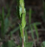 huseník chlupatý <i>(Arabis hirsuta)</i>