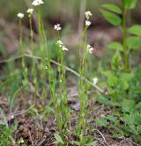 huseník chlupatý <i>(Arabis hirsuta)</i>