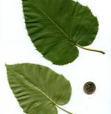 bříza Maximovičova <i>(Betula maximowicziana)</i> / List
