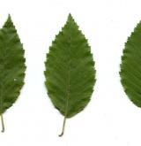 habr východní <i>(Carpinus orientalis)</i> / List