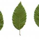 habr východní <i>(Carpinus orientalis)</i> / List