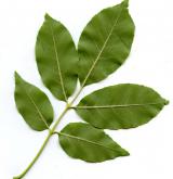 jasan čínský <i>(Fraxinus chinensis)</i> / List