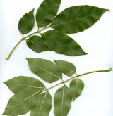 jasan čínský <i>(Fraxinus chinensis)</i> / List