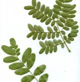 dřezovec japonský <i>(Gleditsia japonica)</i> / List