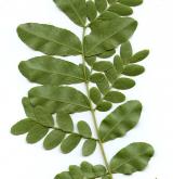 dřezovec japonský <i>(Gleditsia japonica)</i> / List