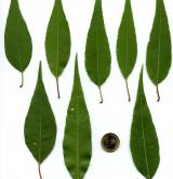 mandloň Davidova <i>(Prunus davidiana)</i> / List