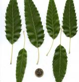 dub nejšpičatější <i>(Quercus acutissima)</i> / List