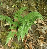 sleziník netíkovitý <i>(Asplenium adiantum-nigrum)</i> / Habitus