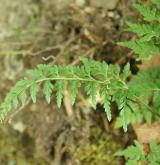 sleziník netíkovitý <i>(Asplenium adiantum-nigrum)</i> / List