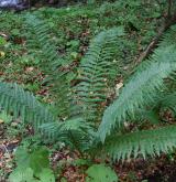 kapraď Borrerova <i>(Dryopteris borreri)</i> / Habitus