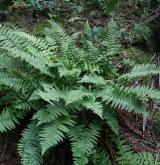 kapraď kambrická <i>(Dryopteris cambrensis)</i> / Habitus