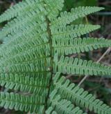 kapraď kambrická <i>(Dryopteris cambrensis)</i> / List