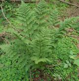 kapraď osténkatá <i>(Dryopteris carthusiana)</i> / Habitus