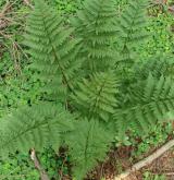 kapraď osténkatá <i>(Dryopteris carthusiana)</i> / Habitus