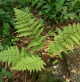 kapraď osténkatá <i>(Dryopteris carthusiana)</i> / Habitus