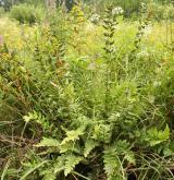 kapraď hřebenitá <i>(Dryopteris cristata)</i> / Habitus