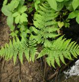 kapraď rozložená <i>(Dryopteris dilatata)</i> / Habitus