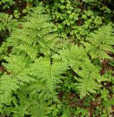 kapraď podobná <i>(Dryopteris expansa)</i> / Habitus