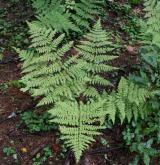 kapraď podobná <i>(Dryopteris expansa)</i> / Habitus