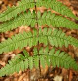 kapraď tuhá <i>(Dryopteris remota)</i> / List