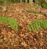 kapraď tuhá <i>(Dryopteris remota)</i> / Habitus