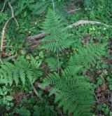 kapraď rozložená <i>(Dryopteris dilatata)</i> / Habitus