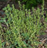 rozrazil rolní <i>(Veronica arvensis)</i> / Habitus