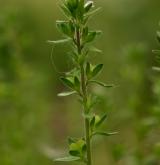 rozrazil rolní <i>(Veronica arvensis)</i> / Habitus