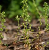 rozrazil rolní <i>(Veronica arvensis)</i> / Habitus