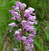 vstavač vojenský <i>(Orchis militaris)</i> / Květ/Květenství