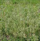 Ruderální vegetace ozimých terofytních trav <i>(Sisymbrion officinalis)</i>