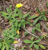 jestřábník chlupáček <i>(Hieracium pilosella)</i> / Habitus