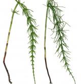přeslička pobřežní <i>(Equisetum ×littorale)</i> / Habitus