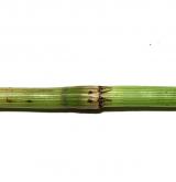 přeslička pobřežní <i>(Equisetum ×littorale)</i> / Stonek