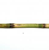přeslička pobřežní <i>(Equisetum ×littorale)</i> / Stonek