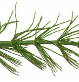 přeslička pobřežní <i>(Equisetum ×littorale)</i> / Habitus