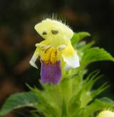 konopice sličná <i>(Galeopsis speciosa)</i> / Květ/Květenství