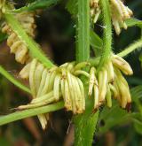 konopice sličná <i>(Galeopsis speciosa)</i> / Plod