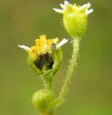 pěťour srstnatý <i>(Galinsoga quadriradiata)</i> / Květ/Květenství