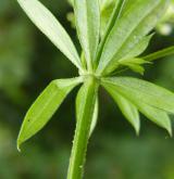 svízel potoční <i>(Galium rivale)</i> / Stonek