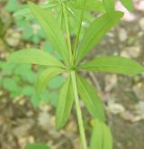 svízel Schultesův <i>(Galium schultesii)</i> / List