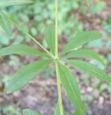 svízel Schultesův <i>(Galium schultesii)</i> / List