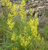 svízel syřišťový <i>(Galium verum)</i> / Habitus