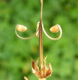 kakost gruzínský <i>(Geranium ibericum)</i> / Plod