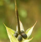 kakost holubičí <i>(Geranium columbinum)</i> / Plod